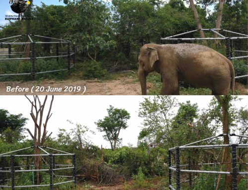 Update – Side Enclosure for Khan Kluey and Somboon