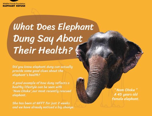 What Does Elephant Dung Say About Their Health?