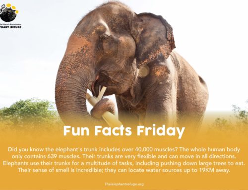 Fun Facts Friday