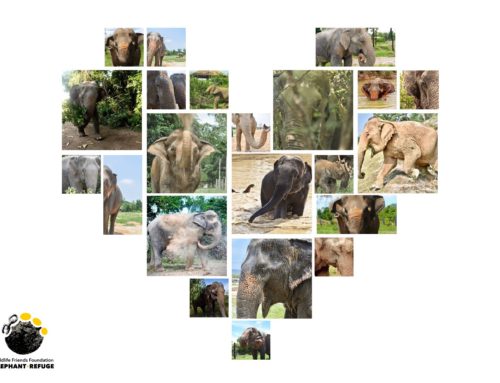 World Elephant Day