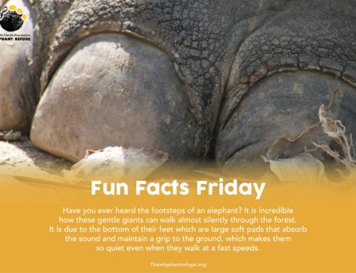 Fun Facts Friday