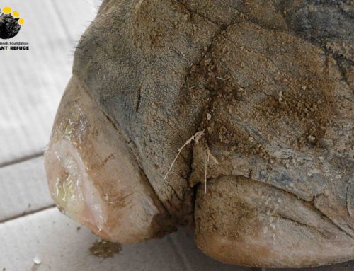 Foot Care for Boon Dee and Mae Poh