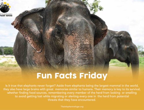 Fun Facts Friday