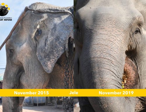 Jele and Chokdee Anniversary at WFFT Elephant Refuge