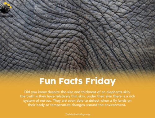 Fun Facts Friday