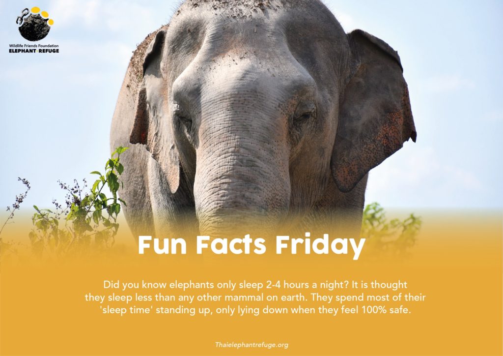 Fun fact friday