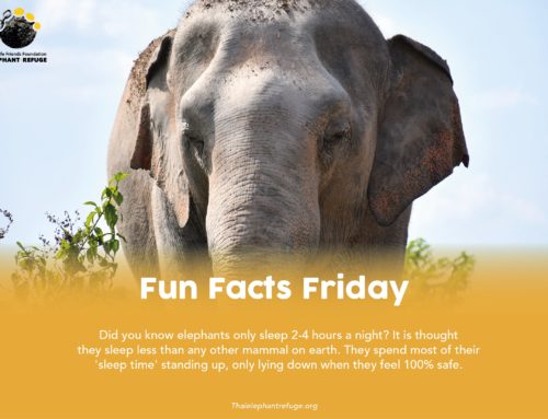 Fun Facts Friday