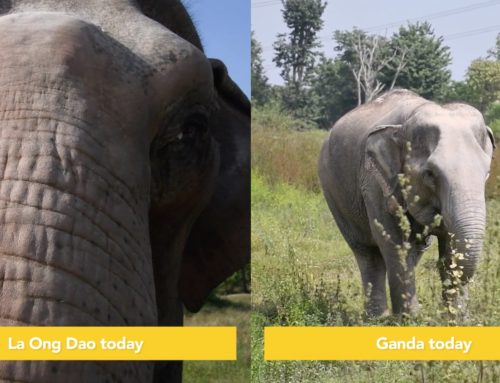 La Ong Dao and Ganda Anniversary at WFFT Elephant Refuge