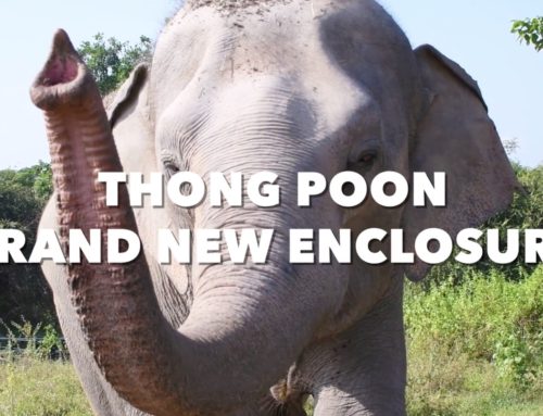 Thong Poon Brand New Enclosure