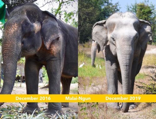 Malai-Ngun’s 3 years Anniversary at WFFT Elephant Refuge