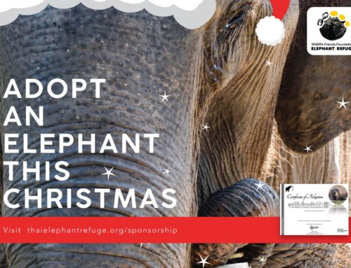 Adopt An Elephant This Christmas