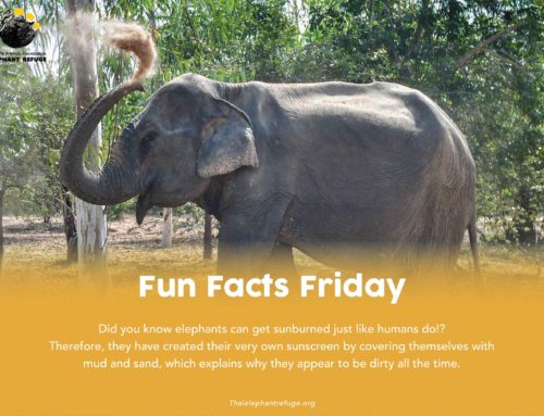 Fun Facts Friday