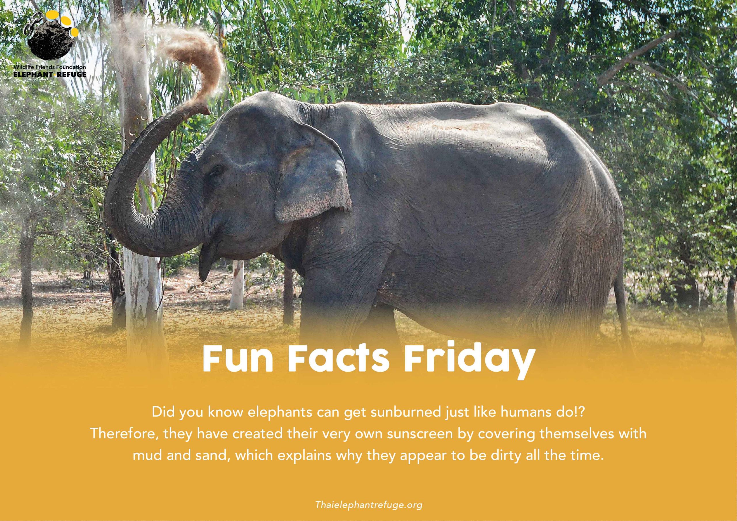 Fun Facts Friday