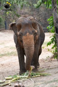 elephants