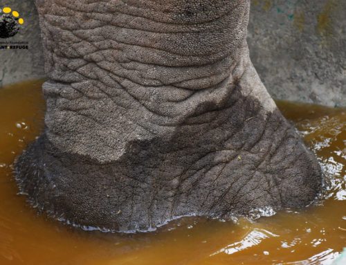 Foot Bath For Pun