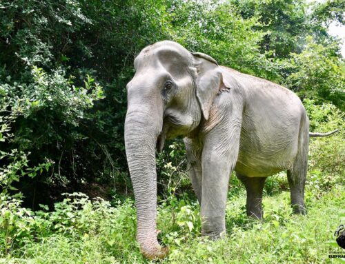 The Elephants of Thailand Need our Help More than Ever