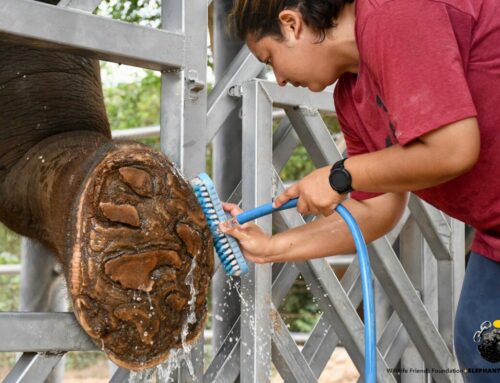 WFFT’s First Elephant Training Wall