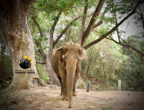 Happy Thai Elephant Day !! สุขสันต์วันช้างไทยค่ะ !!