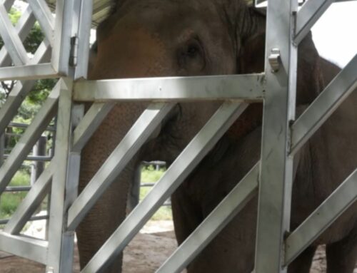 Elephant training with rescued ellie, Pun