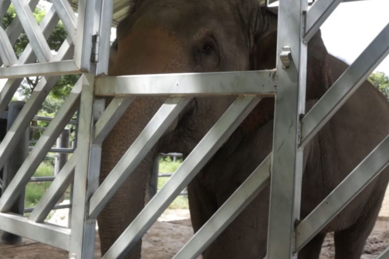 Pun elephant training