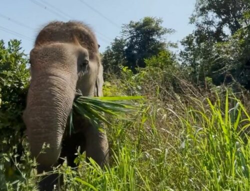 Boon Ma munching on grass