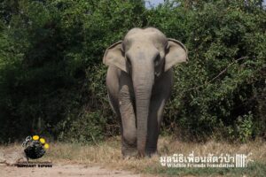 Elephant Wassana
