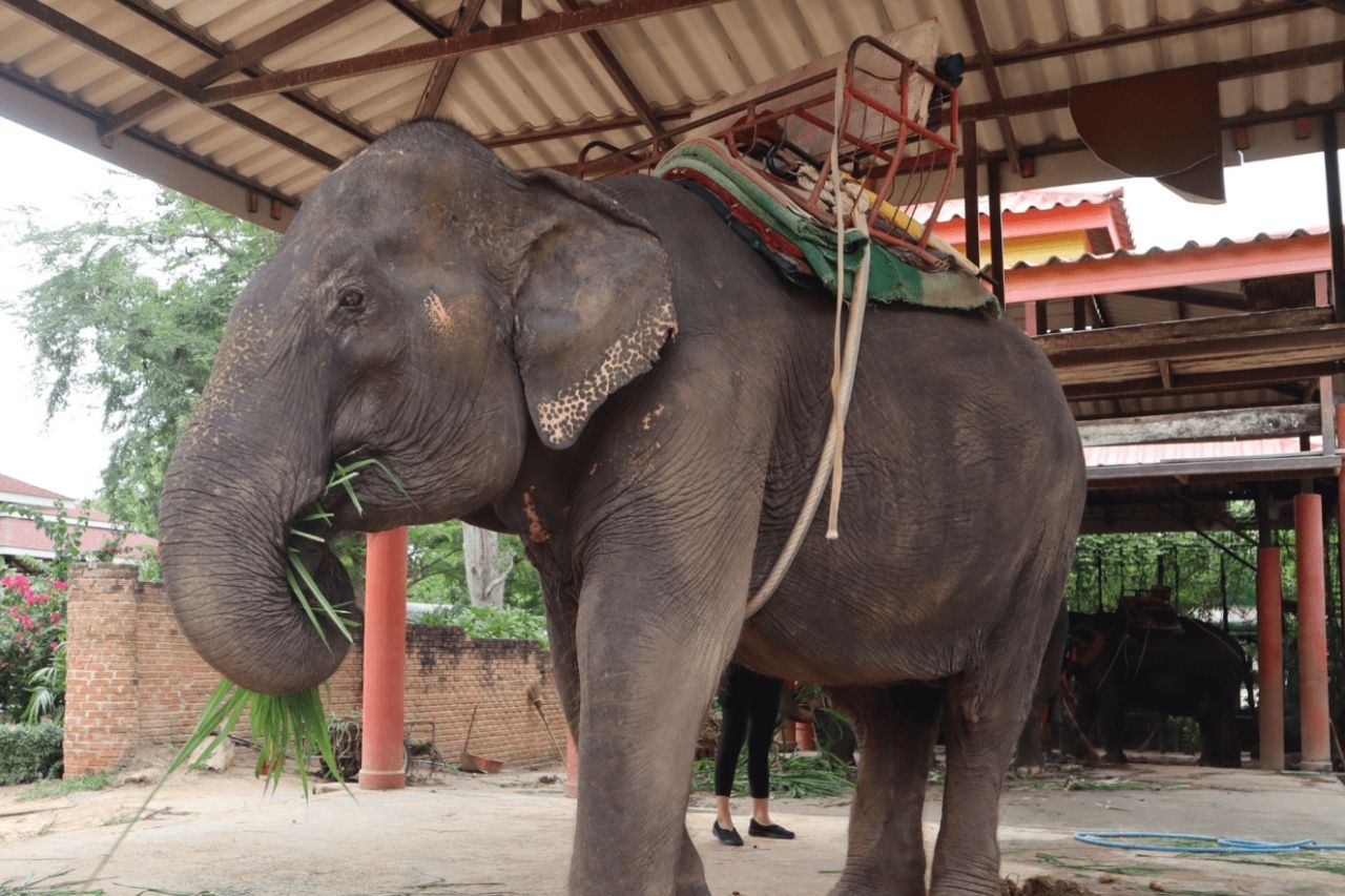 Nam Chok's rescue