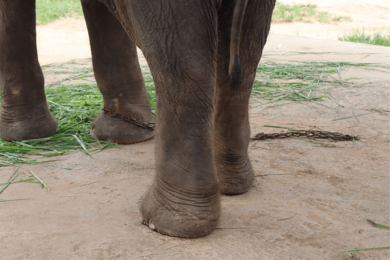 Nam Chok's rescue