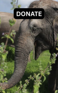 Donate to WFFT