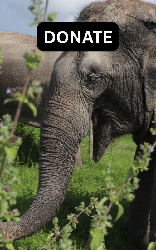 Donate to WFFT