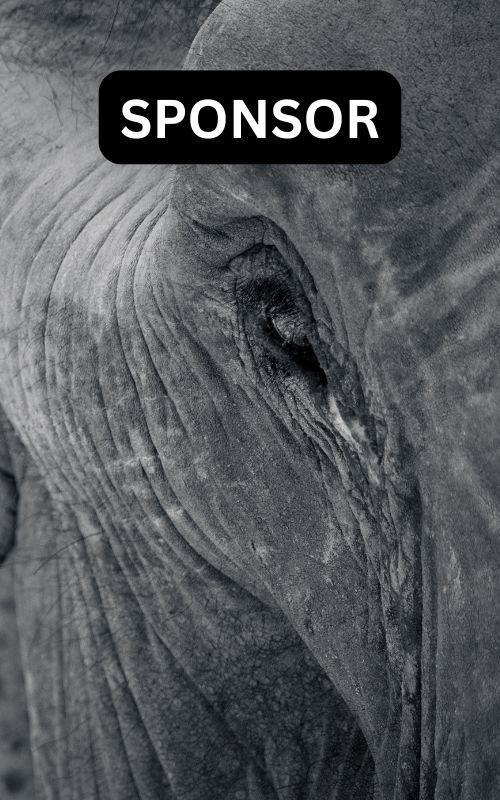 Sponsor an Elephant