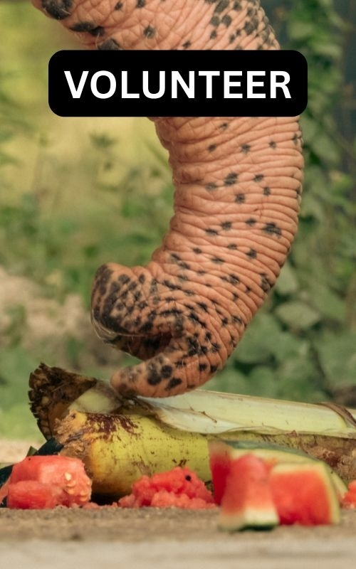 Volunteer to help with the Elephants